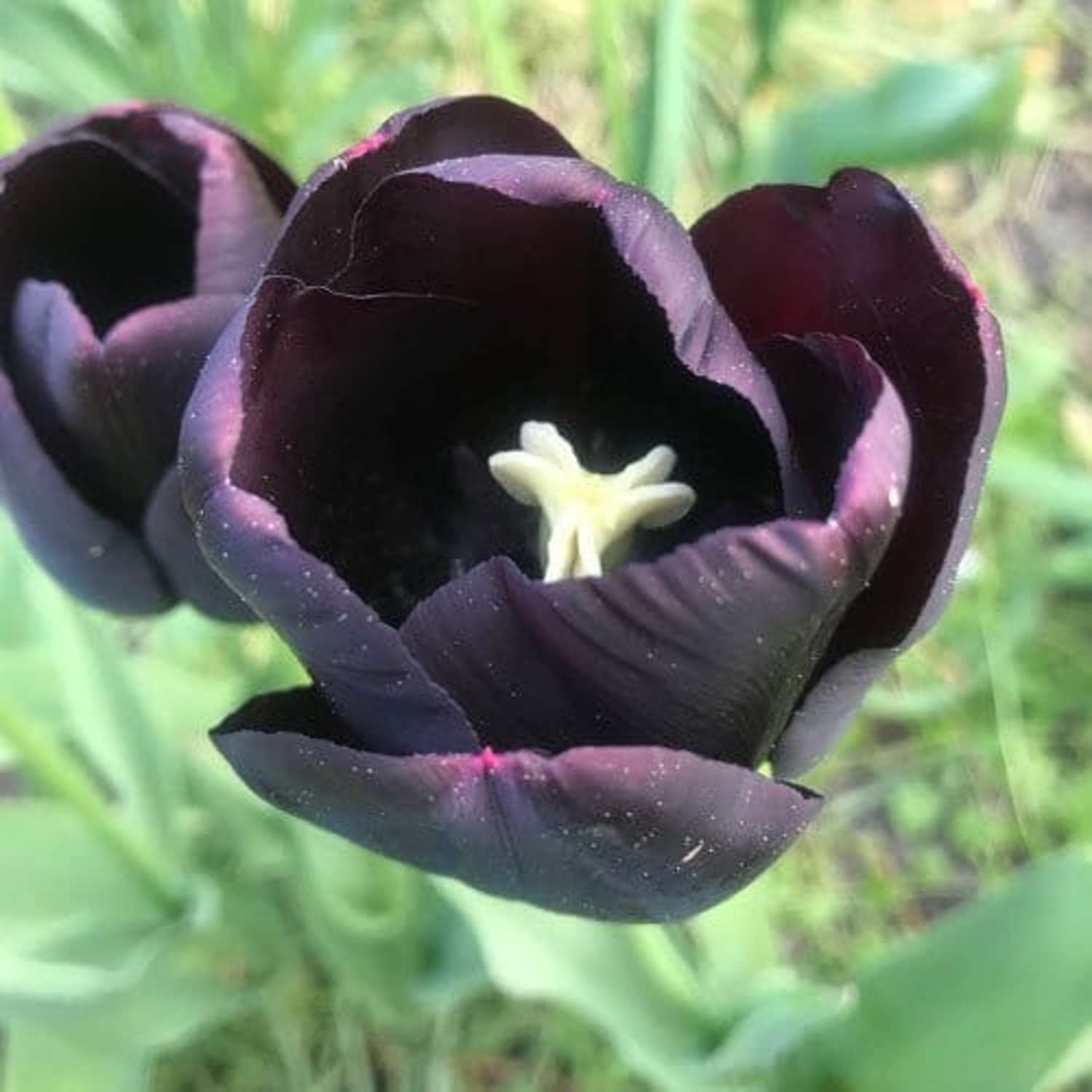 Tulipe 'Queen of Night'